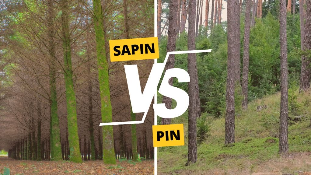 Comprendre la différence entre sapin et pin : un guide pour les passionnés de bois