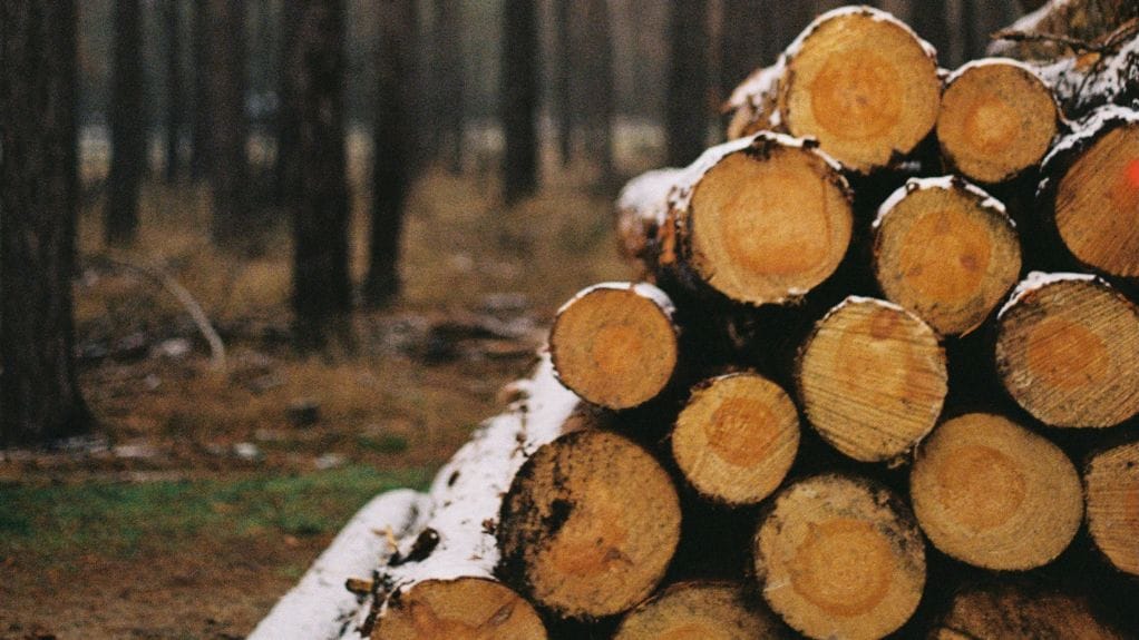 Le bois : caractéristiques, types et applications dans l'artisanat